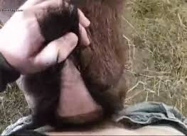 Man fuck goat jpg x Man fuck goat