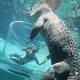 Drunk teens taunt Burt, star of Crocodile Dundee, at Darwin tourist park ... 