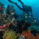Fish diversity 'will help survive warming' 