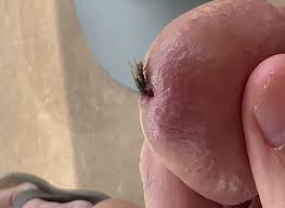 Cocks out of flys jpg x Cocks out of flys