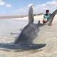 DOUBLE TROUBLE: Tiger, hammerhead shark haul for WA fishermen | Photos 