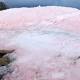 Arctic's pink snow pushing ice glaciers towards faster melting: Research 