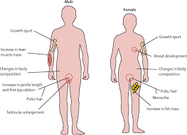 puberty pubic hair|Puberty - advice for young people in SW London :: Getting It On :: GIO