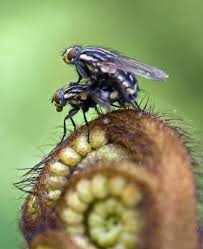 Fly flickr jpg x Of flys
