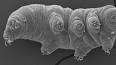 Le fascinant monde des tardigrades ile ilgili video