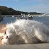 「猫の楽園」島民60人、猫は130匹！”猫神様”として大事にされる猫 ...