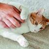 Man attacks flatmate's pet cat for dirtying room in Bengaluru, booked