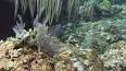 The Fascinating World of Aquatic Invertebrates: A Microscopic Marine Adventure ile ilgili video
