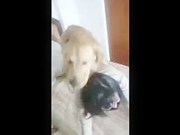 Asian dog jpg x Asian dog