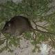 Australian Rodent Is First Mammal Made Extinct by Human-Driven Climate Change, Scientists Say 