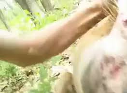 H deer fuck fox jpg x Man fucks deer