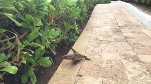 librechan young nude|CERISAL (@cerisalhd) / X