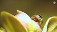 El fascinante mundo de las abejas: polinizadoras esenciales para la vida ile ilgili video