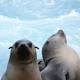 Bass Strait's artificial structures seal the deal for hungry fur seals 
