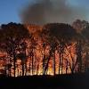 Scorched forest area in Prospect Park