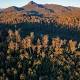Tasmania abandons logging of World Heritage-listed forest following UNESCO report 