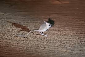 siberian mouse early|Woolly mouse' paves way for return of the mammoth