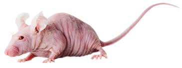 ls naked small young little|Cumberland Falls Small Batch 4 Year Whiskey | Royal Batch