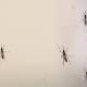 Exclusive: In Zika-struck Puerto Rico, trouble delivering donated contraceptives 