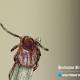 Tick season forecast: 'Particularly bad' 