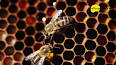 La fascinante evolución de las abejas ile ilgili video