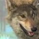 Washington State to Kill Pack of Endangered Gray Wolves 
