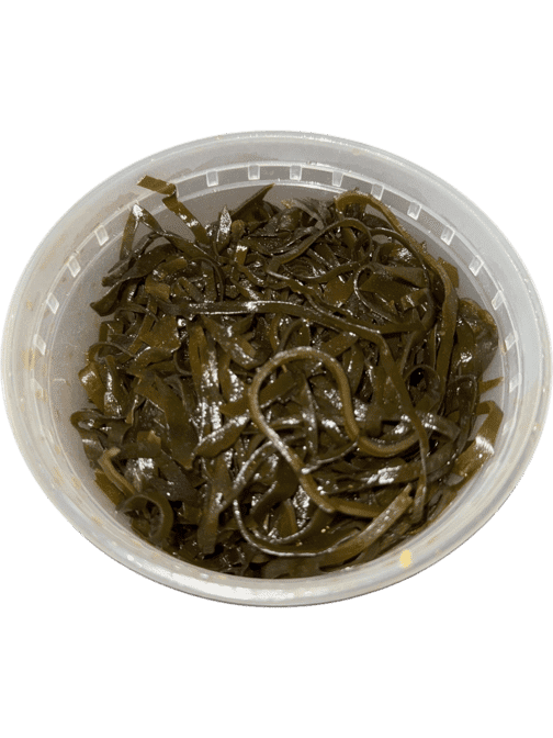 Meet Noodles by null