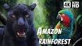 The Intriguing World of Rainforests ile ilgili video