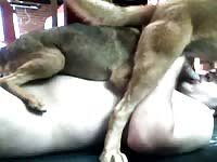 Long legged guy fucking a dog wet pussy real hard jpg x Guy fucks dog pussy