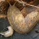 'Like someone stuck an ice pick in my collarbone': Painful rat lungworm disease on upswing in Hawaii 