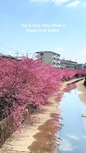 tokyohot 1449|おでん食べ放題 船橋 | TikTok