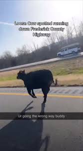 kangminkyung fake nude|Gyro, Feta, and Tomato Omelette, French Toast, Corned Beef with Eggs a... |  TikTok