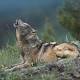 Study Casts Doubt on Theory That Legal Hunting Reduces Poaching 