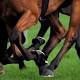 Newcastle trainer Darren Smith banned for 15 years by Racing NSW for doping ... 