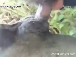 Sheep man fucks sheep men and animals petlust jpg x Man fucks sheep