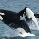 Shocking video of killer whales goes viral 