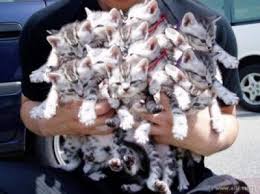 http://t2.gstatic.com/images?q=tbn:ANd9GcQqx3gBGNVBgJRx3prPH74d4o3A_tOlEj2BCaJC9q4mGFdN_zZO1g