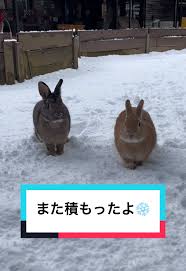 女性　大便　雪上|雪上車で行く「みやぎ蔵王樹氷めぐり」のご案内 | 温泉山荘だいこんの花【公式サイト】