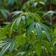 NSW Government applies for medicinal cannabis cultivation licence 