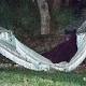 Florida mulls second hunt to deal with a bear of a problem 