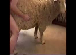 Horny man pulls out his dick to fuck a sheep in the middle of the night jpg x Man fucks sheep