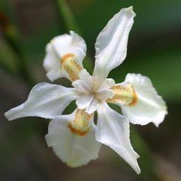 Dietes butcheriana - PB5 (20/30)