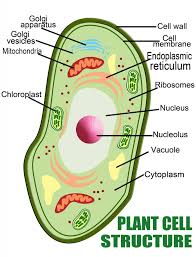 draw neat labeld diagram of plant cell fast - Science - Matter in Our ...