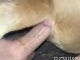 Guys and men fuck dogs bestiality sex between men and dogs jpg x Guy fucked by dog