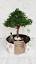 El asombroso mundo de los bonsáis ile ilgili video