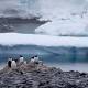 Why 150000 penguins have mysteriously disappeared 