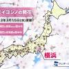 桜開花