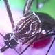 CDC Reports 14 New Cases of Sexually Transmitted Zika in US 