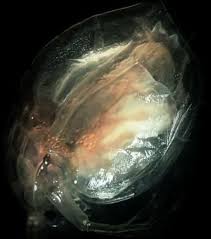 http://t2.gstatic.com/images?q=tbn:ANd9GcR-lCcdJ2tsw2Cw6nx_LohcJVpyJ-sIvVH_SU2gn69By3B0eNMWayXhW31csA