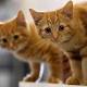 Cats Utilize Physics? Study Says Cats Understand Physics And Use Law Of Cause And Effect To Detect Hiding Prey 